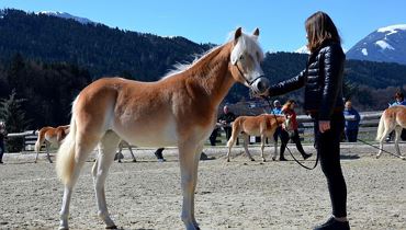 Jährlingsbeurteilung - Tiroler Haflinger Pferde