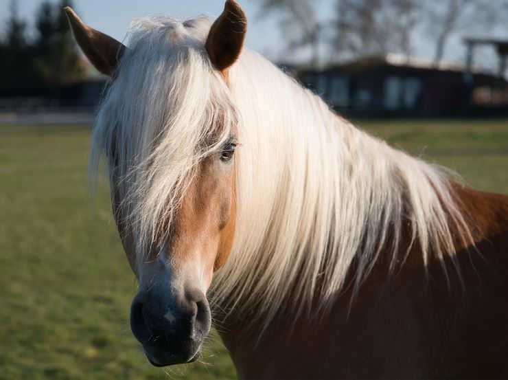 Wo Haflinger zuhause sind - Exklusive Gestütsführung im Fohlenhof Ebbs