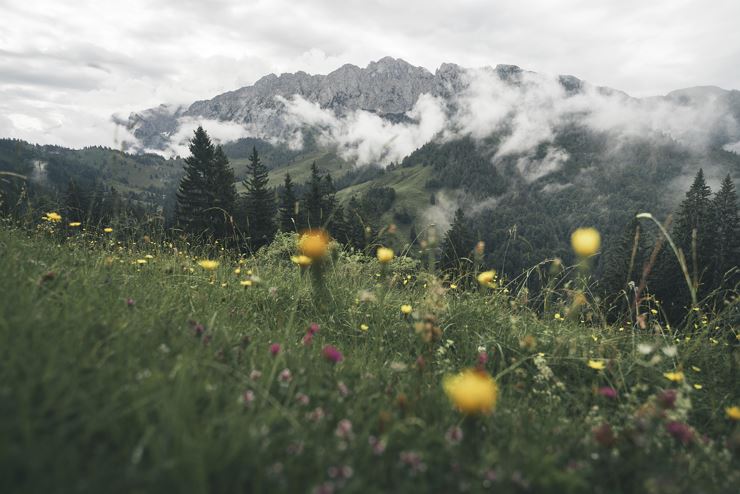Visita tematica - Tesori vegetali nelle montagne del Kaiser