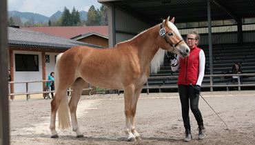 Stutbuchaufnahme - Tiroler Haflinger Pferde